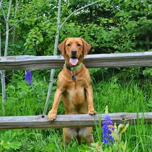 Meet your Posher, Jenny